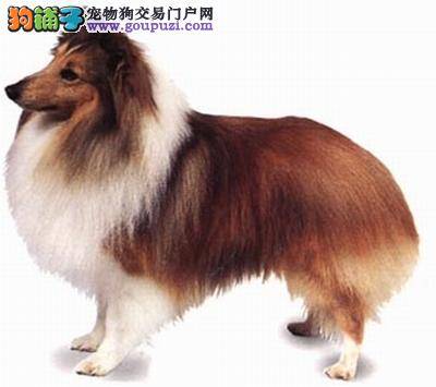 我们家喜乐蒂犬有点脚臭如何是好