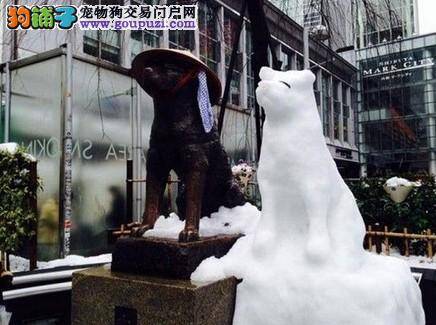 暴风雪后人们为忠犬八公堆雪狗陪伴它