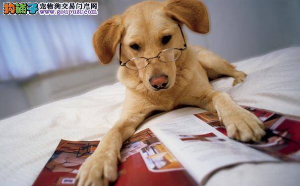 测试狗智商，5个小方法教你测验狗狗的聪明程度！
