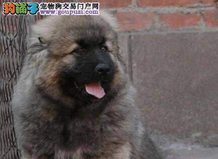 不一样的主人 学习看懂高加索犬的血液化验单