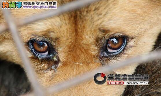 重庆救狗行动众多网友高度关注，千只狗狗被解救