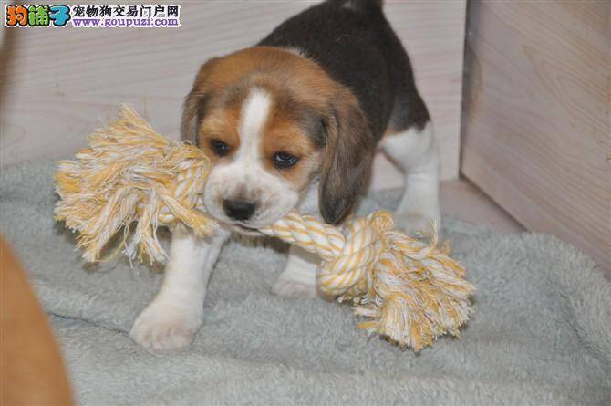 比格犬为什么会拉稀带血 什么毛病