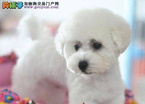 比熊犬身上出现螨虫用什么药物治疗好