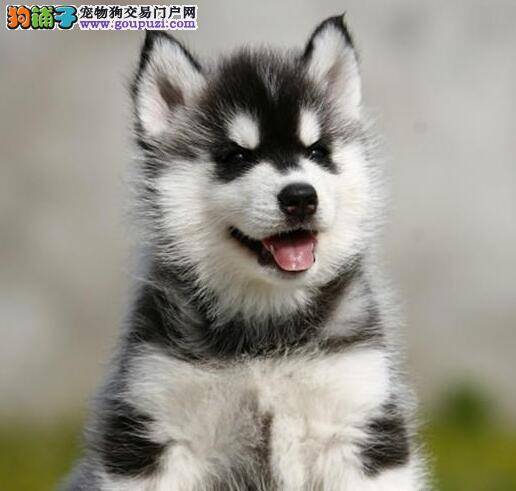 哈士奇最近有点站不起来是为什么