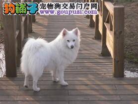 银狐犬吃拜宠清呕吐是正常反应吗