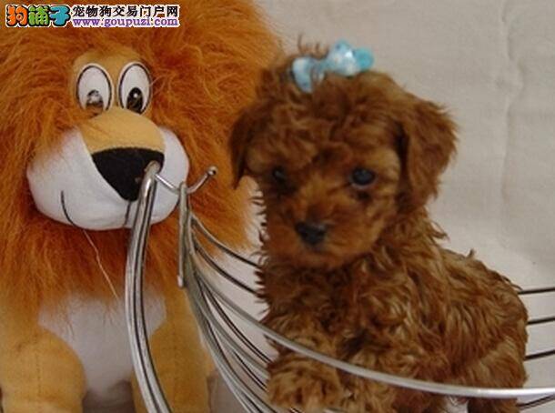 保健全方案 日常生活中如何给泰迪犬自行检查身体