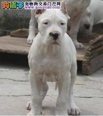 杜高犬总喜欢咬我，该怎么办