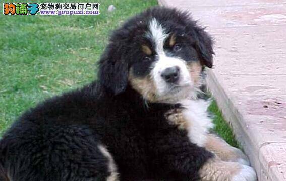 伯恩山犬拉稀，流鼻涕是怎么了