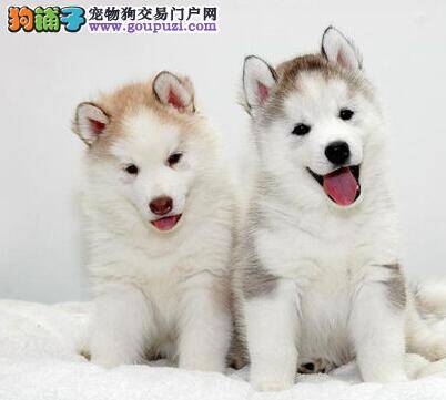 哈士奇突发险情主人们如何自救