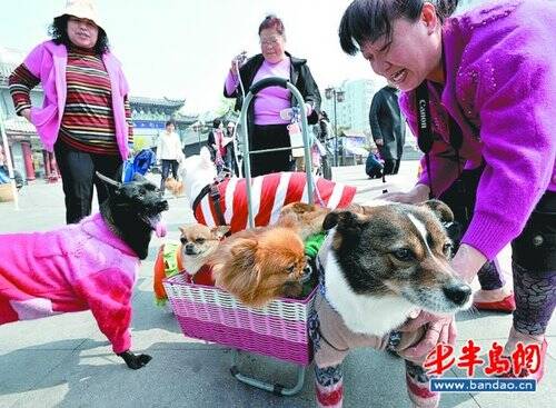 “爱宠大比拼”  精彩纷呈 流浪狗之家大获胜利