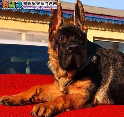 德国牧羊犬患上细小，不吃不喝拉肚子如何医治