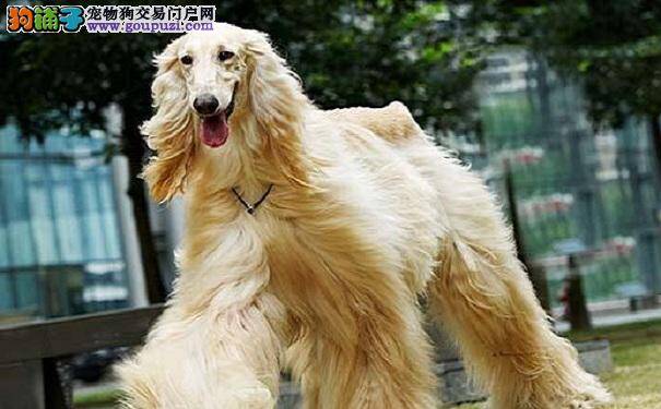 阿富汗猎犬 贵族名流才养得起的狗