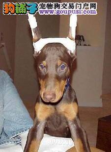 杜宾犬最近总拉稀是怎么了