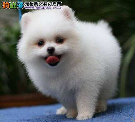 喂养方式保健康 饲养博美犬应按照怎样的方法