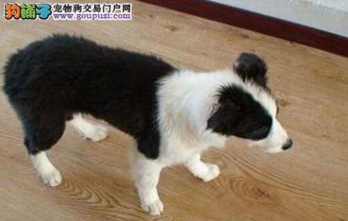 饲养方法分享全集 如何给边境牧羊犬洗澡才是合适的