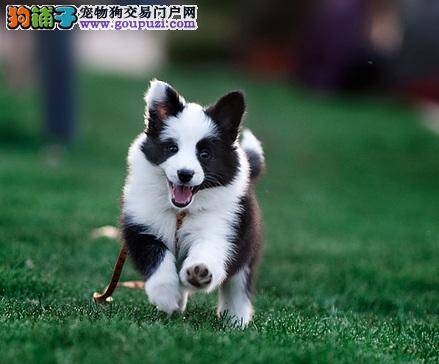 边境牧羊犬很霸道 不当“狗奴才”的办法