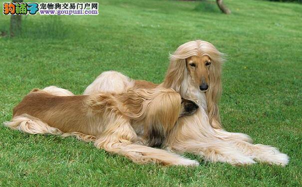 阿富汗猎犬掉毛的原因及改善方法
