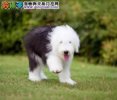 会要了古代牧羊犬性命的食物名单