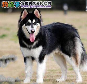 如何提前预防阿拉斯加雪橇犬细小的症状