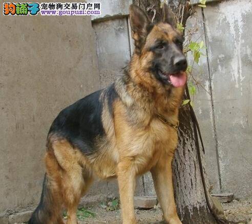 健康消防员之德国牧羊犬患上皮肤病的原因