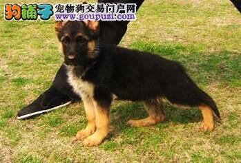 德国牧羊犬感冒好了，鼻子很干应如何是好