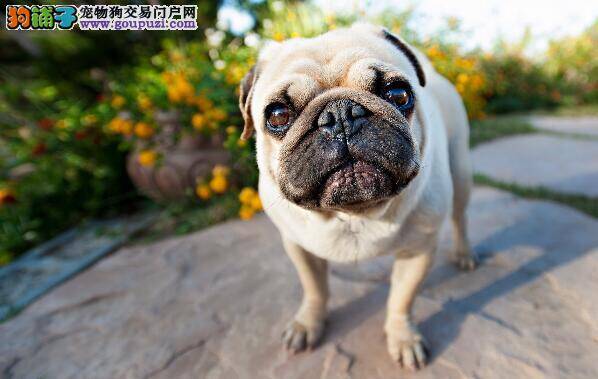 选狗细考量 购买健康的巴哥犬要从哪些方面入手考虑