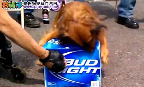 宠物狗喜欢喝酒与主人在街上抢啤酒获胜