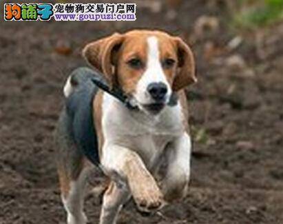 护理小时代 完美护理哺乳期的比格犬宝宝