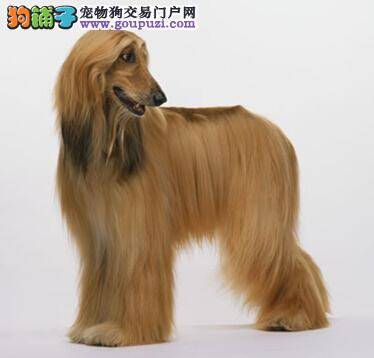 善待老龄犬 老年阿富汗猎犬的饲养与护理