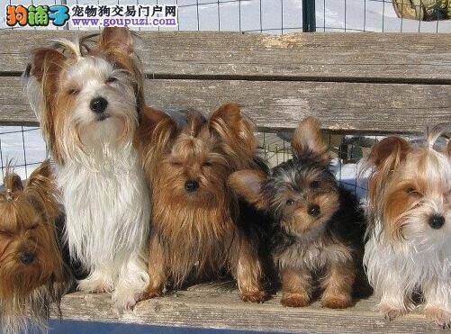 饲养全解答 约克夏过多的吃东西这样好吗