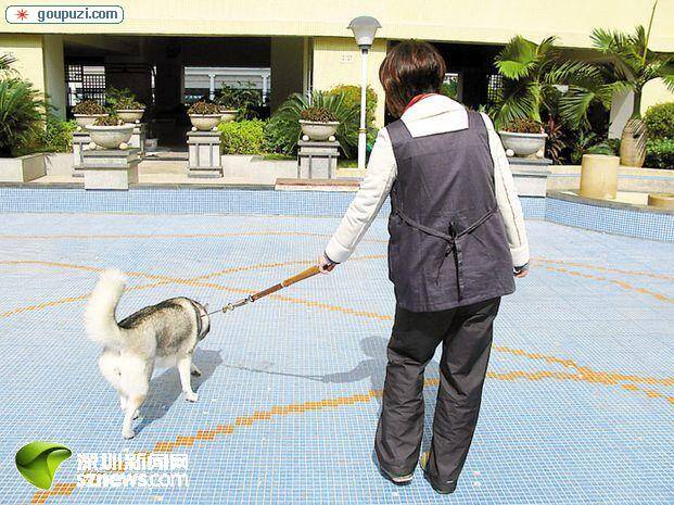 年轻夫妇为爱犬推迟造人计划建议孕妇不要养宠物