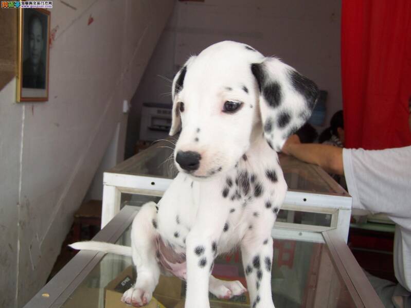 斑点狗幼犬的喂养细则介绍
