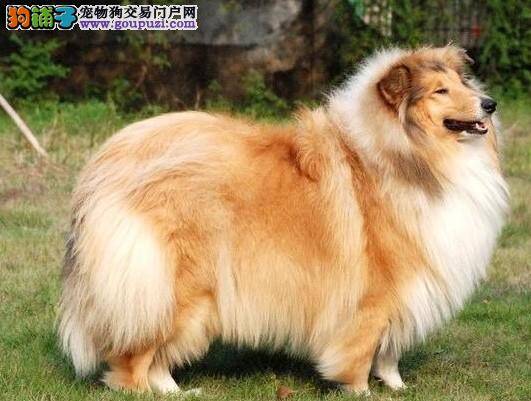 购买苏格兰牧羊犬时主人们要关注哪些东西