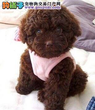 教你精心护理妊娠期的泰迪犬母犬