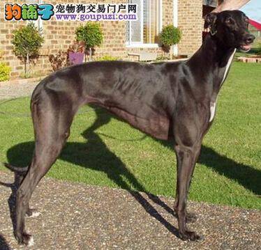 炎热夏天如何给格力犬做好防暑降温的工作