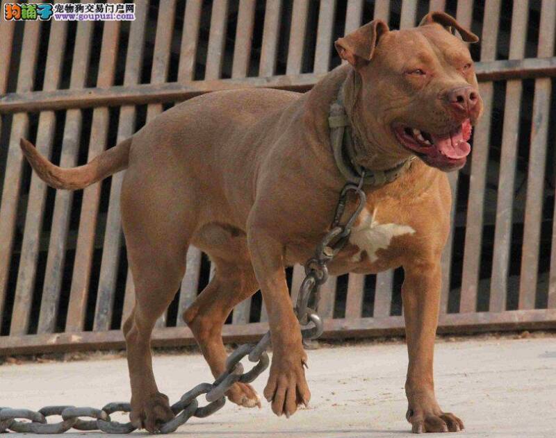 比特犬又吐又拉该怎么办