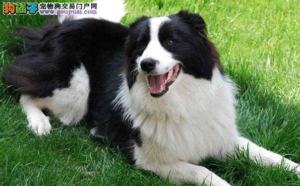 边境牧羊犬幼犬的管理与养护