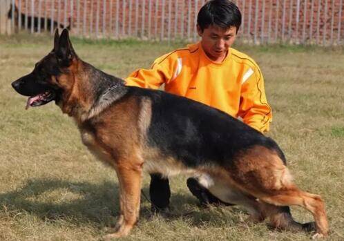 这4种蔬菜不能让德国牧羊犬吃，你知道吗