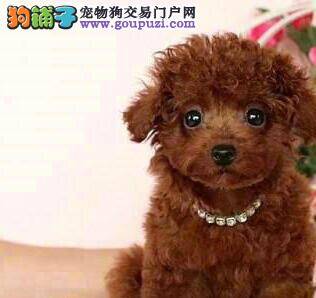 关于泰迪犬的购买细则介绍