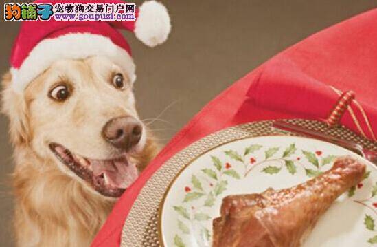 初次购买金毛犬幼犬要注意哪些最基本的条件