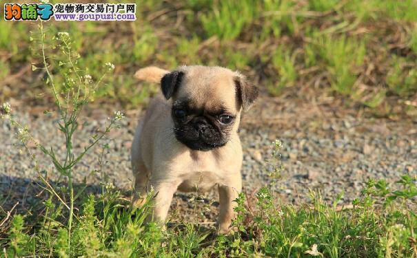 一个月左右的巴哥犬幼犬一天吃几次最好  巴哥幼犬喂养