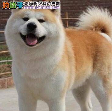 严寒季节秋田犬洗澡应注意哪三大要点