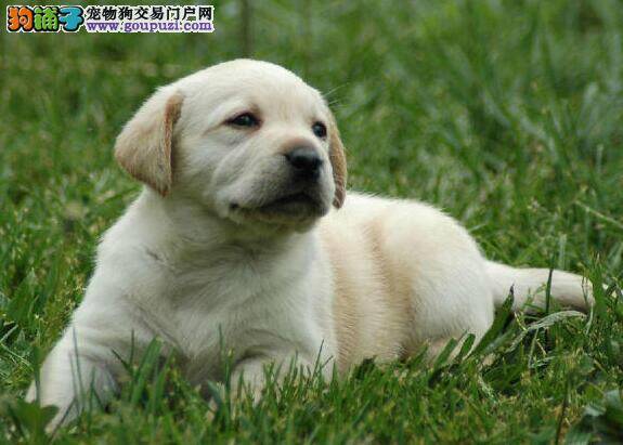 针对拉布拉多犬咬人你可以这样做