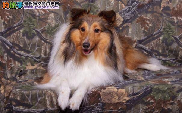 喜乐蒂牧羊犬肥胖的症状、原因以及喜乐蒂减肥的方法