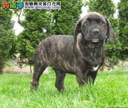 计划交配好 卡斯罗犬交配期间的注意事项