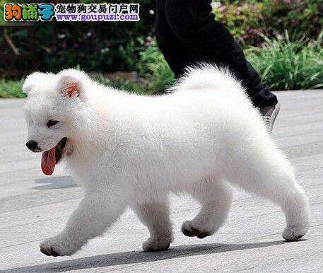 萨摩耶最近有点拉肚子，这样还可以驱虫吗