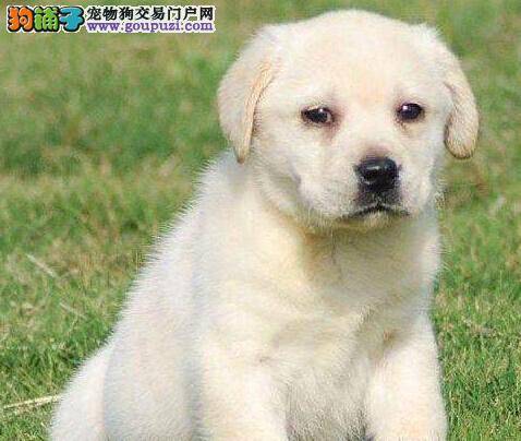 拉布拉多犬的购买法则有哪些可以借鉴