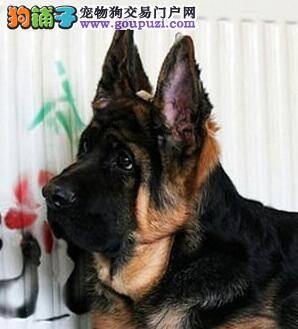 德国牧羊犬什么时候驱虫，吃什么药合适