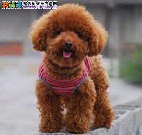 初次选狗不犹豫 新手主人应怎样购买贵宾犬