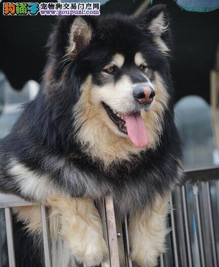 养狗请爱狗 细数阿拉斯加雪橇犬常见的致死原因
